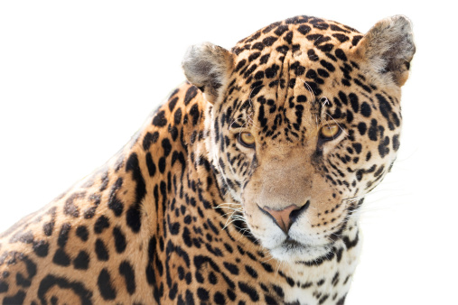 Portrait of a beautiful jaguar.