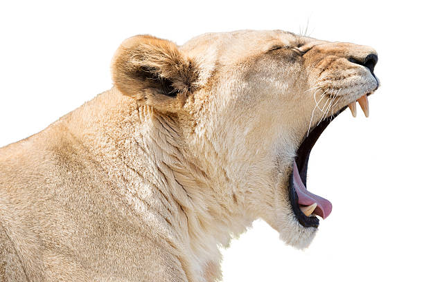 leonessa ruggente - la bocca apre foto e immagini stock
