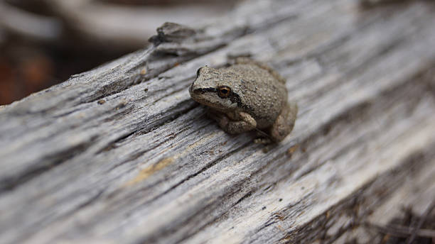 istock Pacific Chorus Frog on a Log in Yosemite 506652693