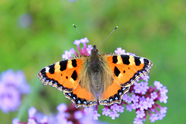 Image of small tortoiseshell butterfly (Aglais urticae), verbena bonariensis flowers Photo showing a small tortoiseshell butterfly (Latin name: Aglais urticae), pictured feeding on the pollen of purple 'verbena bonariensis' flowers - part of a herbaceous border in a landscaped garden. small tortoiseshell butterfly stock pictures, royalty-free photos & images