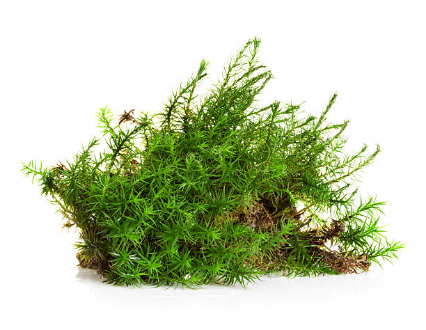 istock Green moss isolated on white bakground 506653363