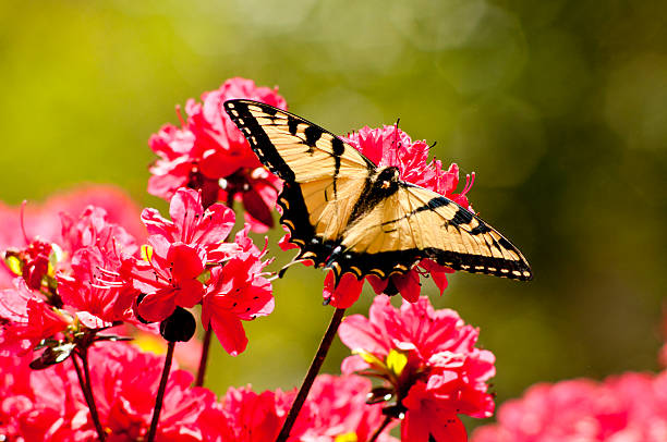 istock Eastern Tiger Swallowtail Butterfly feeds on pink Azalea Blooms. 506653807