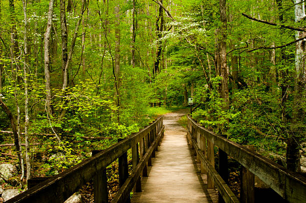 istock Footlog in spring in The Great Smoky Mountains. 506653875