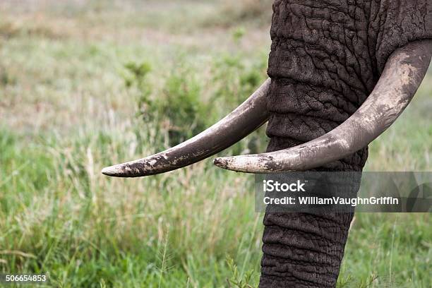 Foto de Tronco E Presas e mais fotos de stock de Animais de Safári - Animais de Safári, Animal, Animal selvagem