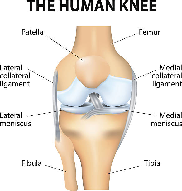 ilustraciones, imágenes clip art, dibujos animados e iconos de stock de rodilla humana anatomía - ligament