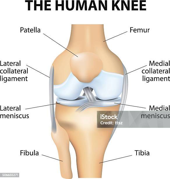 휴머니즘 무릎 구조 무릎에 대한 스톡 벡터 아트 및 기타 이미지 - 무릎, 해부학, 관절