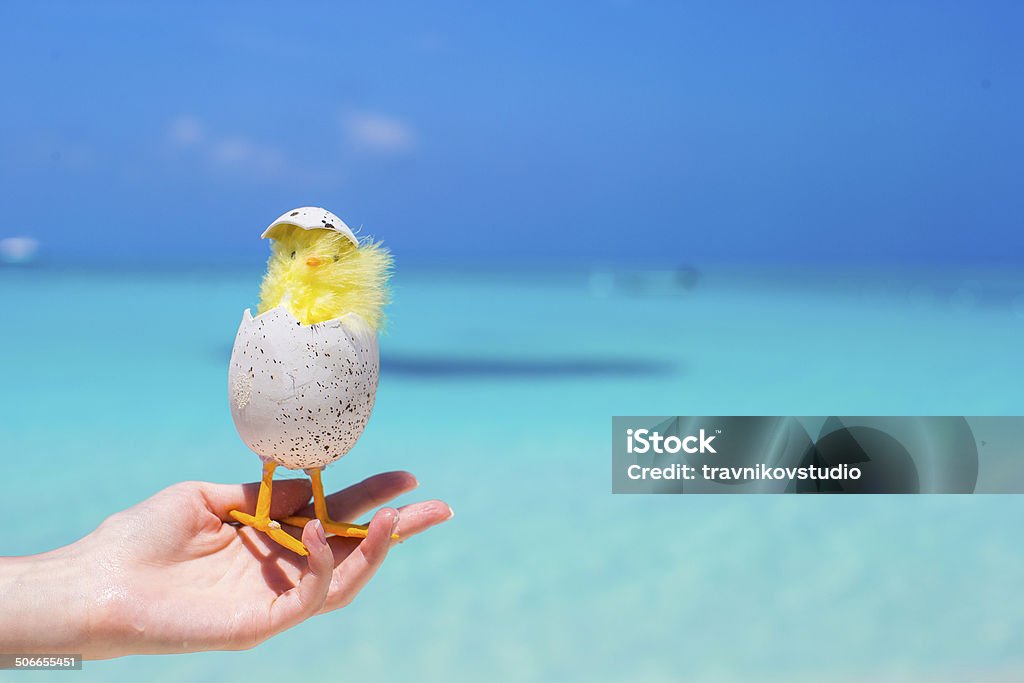 Pequeno Páscoa amarelo frango na praia branca - Royalty-free Abril Foto de stock