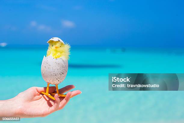Pequeno Páscoa Amarelo Frango Na Praia Branca - Fotografias de stock e mais imagens de Abril - Abril, Amarelo, Animal
