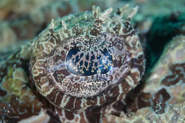 The eye of a Crocodilefish (Cymbacephalus beauforti) has a tissue called the iris lapette that can expand and contract depending on light intensity. This tissue also help camouflage the ambush predator as it hunts prey on Pacific coral reefs.