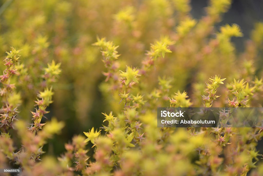 Amarillo flores silvestres en plena Primorska montañas, Eslovenia, Europa - Foto de stock de Aire libre libre de derechos