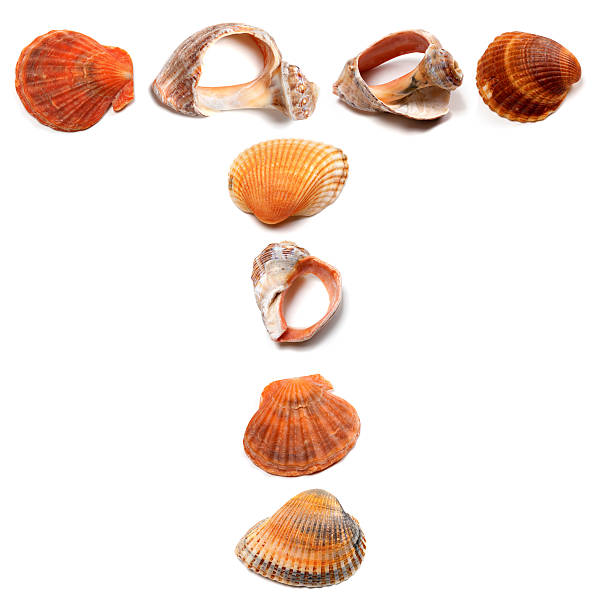 istock Letter T composed of seashells 506656069