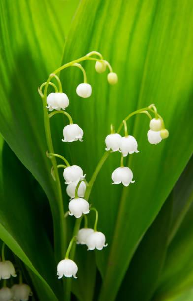 istock Lily of the valley 506661322