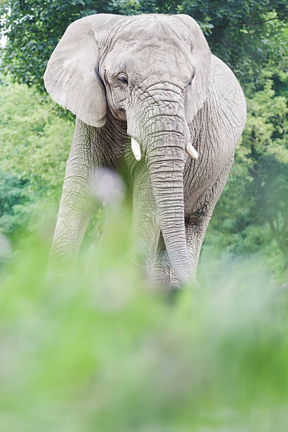 istock African elephant is resting in relax pose during summertime 506662390