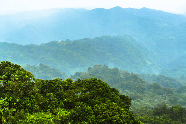 istock Tropical Forest in Puerto Rico 506662842