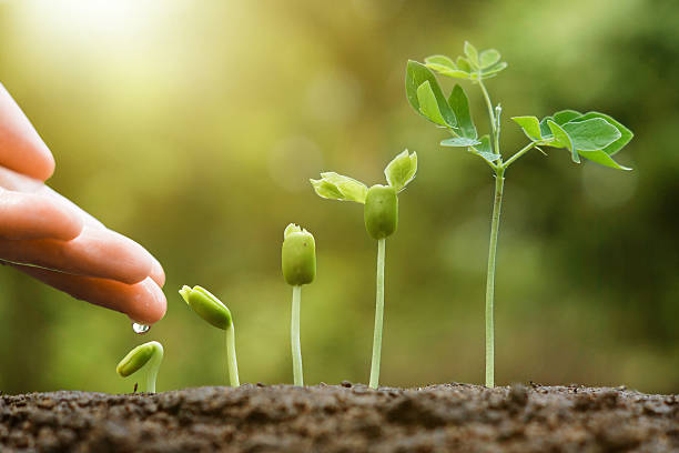 agriculture hand of a farmer watering young baby plants seedling in germination sequence on fertile soil with natural green background sapling growing stock pictures, royalty-free photos & images