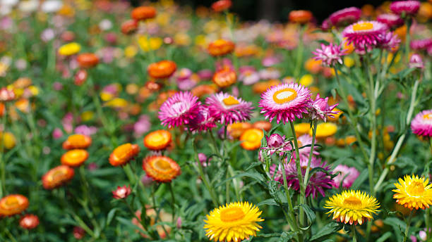 istock Helichrysum bracteatum blooming in garden 506664674