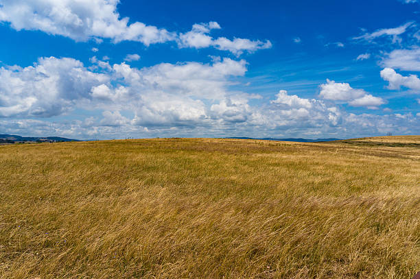 istock Autumn field with yellow grass on a windy day 506665232