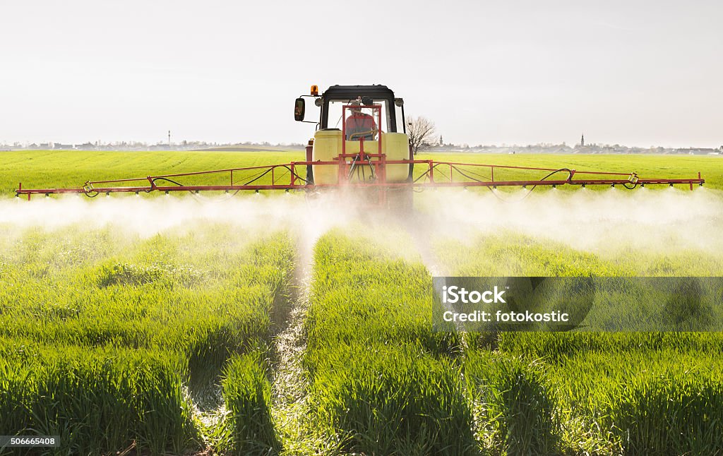 Tractor spraying wheat field Tractor spraying wheat field with sprayer Crop - Plant Stock Photo