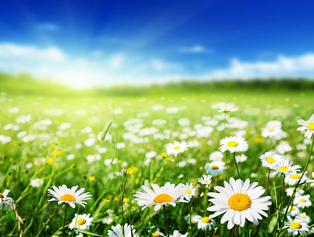 istock field of daisy flowers 506665959