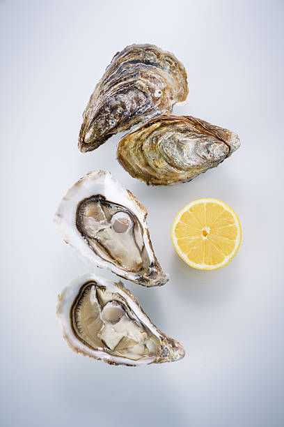 Oyster isolated on white background stock photo