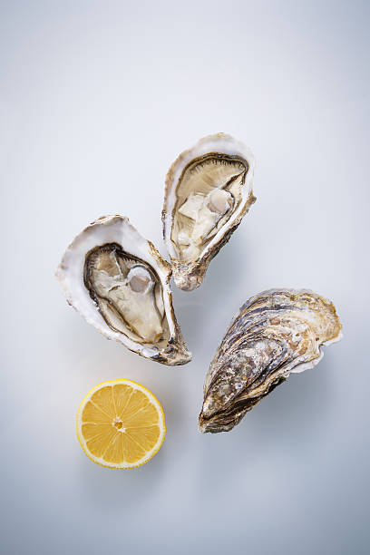 Oyster isolated on white background