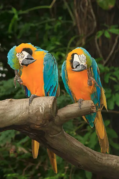 Blue-and-yellow and Scarlet Macaw birds