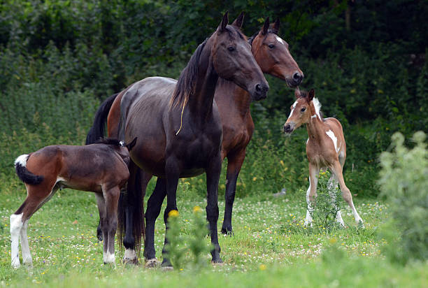 이 가족 - foal child mare horse 뉴스 사진 이미지