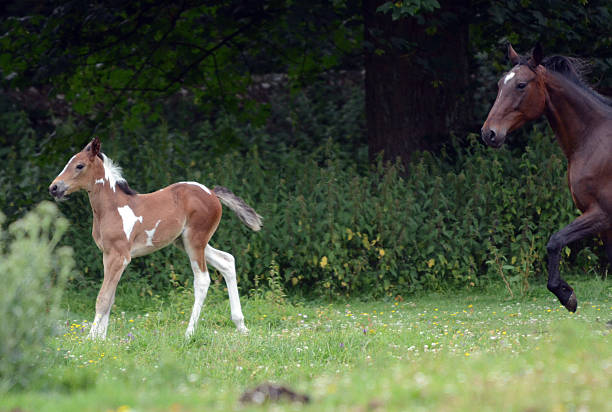 추적하다 me - foal child mare horse 뉴스 사진 이미지