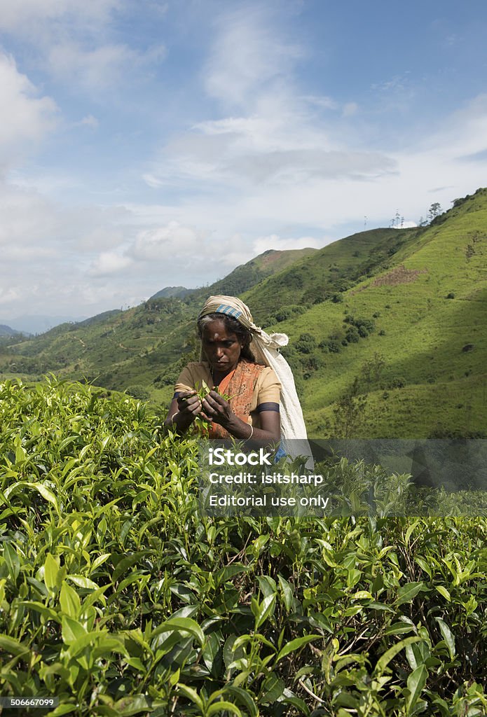 Tea Picking Bogawantalawa, Sri Lanka - October 15, 2013: A women picking tea in the Bogawantalawa Valley, also known as the 'Golden Valley of Tea' in Central Sri Lanka. 30-39 Years Stock Photo