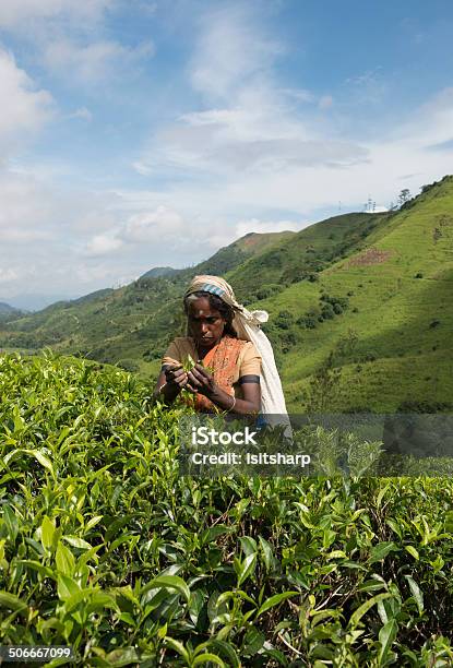 Tea Picking Stock Photo - Download Image Now - 30-39 Years, Adult, Adults Only