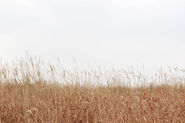 istock Red brown grass field in park scenery in winter 506667320