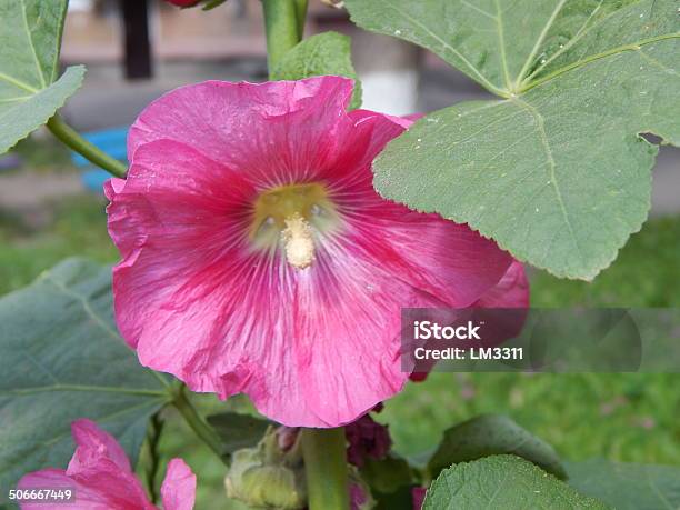 Photo libre de droit de Belle Rose Glaïeul Dans Le Jardin banque d'images et plus d'images libres de droit de Arbre en fleurs - Arbre en fleurs, Beauté, Beauté de la nature