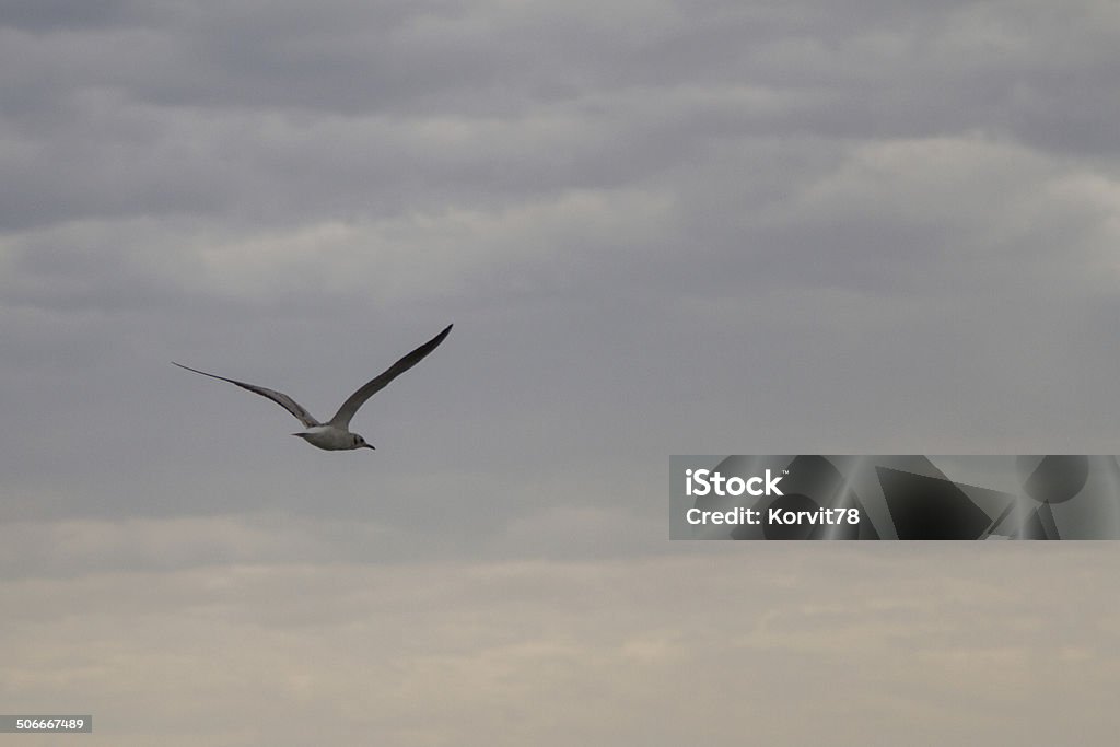 flying seagull seagulls flying in the clouds over the lake Alakol Animal Stock Photo