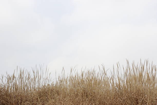 istock Peak brown grass field in park on sky background 506667990