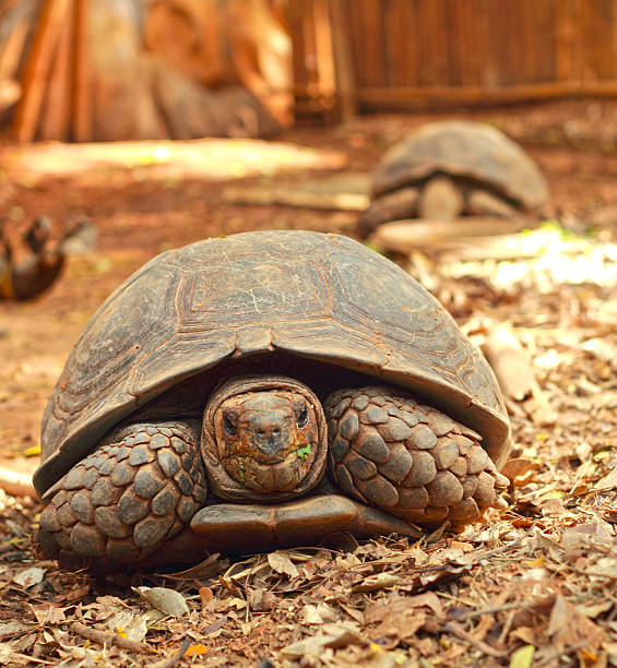 istock Crawling tortoise in the nature 506668079