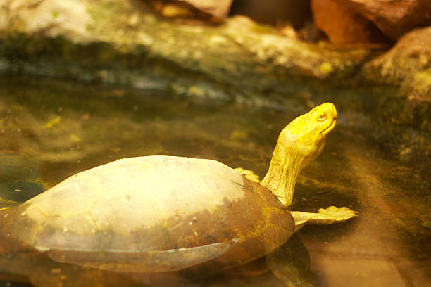 istock Yellow - Headed temple turtle in nature 506668089