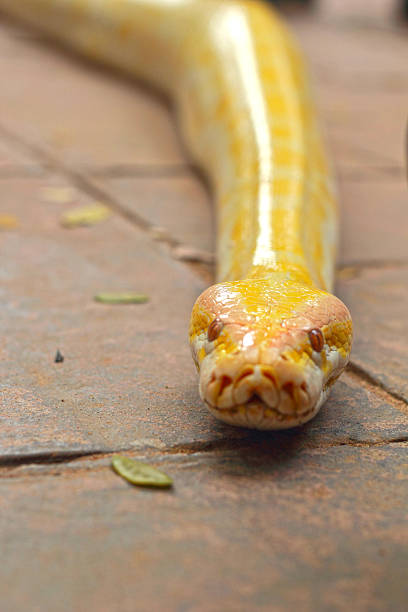 istock Albino snake on the nature 506668099