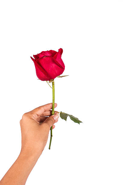 istock hand girl hold red rose flower 506668218