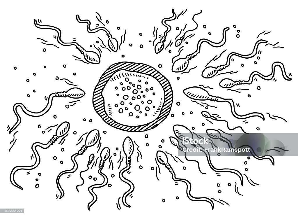 Sperme ovule début de la vie à dessin - clipart vectoriel de Sperme libre de droits