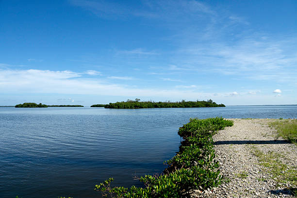 Sanibel Island Sanibel Island on National Wildlife Refuge in the Summer. ding darling national wildlife refuge stock pictures, royalty-free photos & images