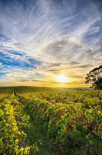 View of McLaren Vale vineyard in South Australia in the late afternoon