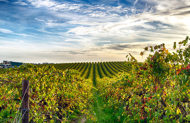 Summer grape vines in rows, near Rutherglen, Victoria