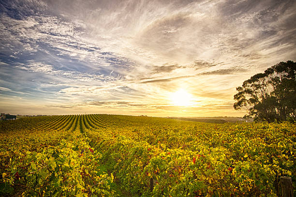 vista de mclaren vale do vinhedo no final da tarde - residential structure summer season valley - fotografias e filmes do acervo