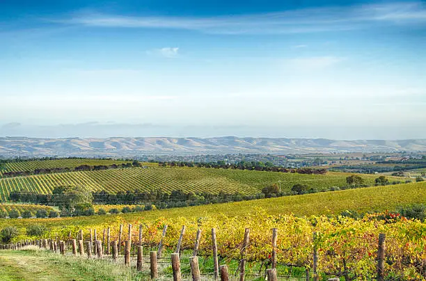 A South Australian McLaren Vale vineyard and horizon in the afternoon