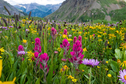 Alpine Wildflowers - Scenic mountain meadow with colorful medley of wildflowers.  Steep alpine environment in pristine wilderness area.  Ouray, Colorado, USA