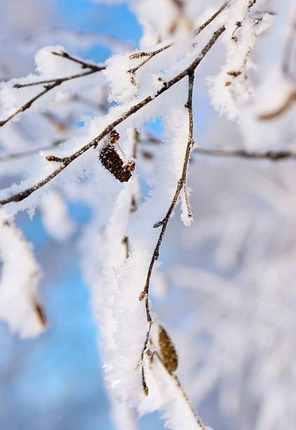 istock branches of a birch with white brilliant snow and hoarfrost 506668792