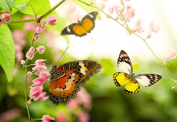 istock butterfly flying in the summer on a beautiful tree 506669146