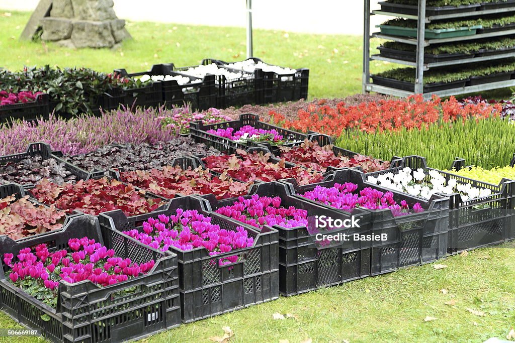 Pflanzen für den Garten - Lizenzfrei Alpenveilchen Stock-Foto