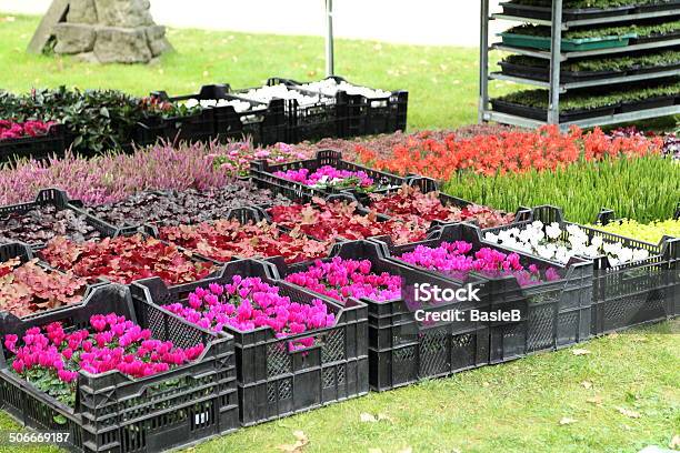 Pflanzen Für Den Garten Stockfoto und mehr Bilder von Alpenveilchen - Alpenveilchen, Blume, Blumenbeet