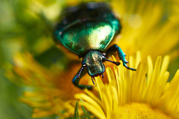 istock Chafer beetle feed onflowers. 506669245